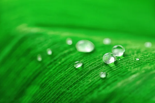 Close up of green leaf with drops — Stock Photo, Image