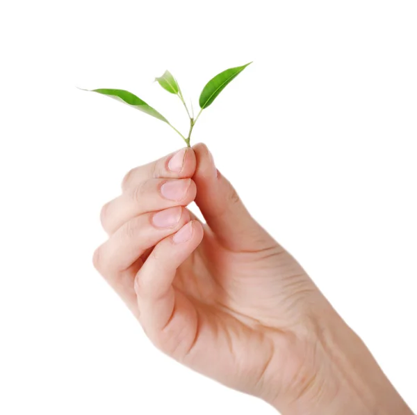 Hand holding fresh green sprout isolated on white — Stock Photo, Image