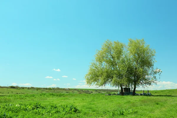 Большое зеленое дерево на голубом фоне неба — стоковое фото