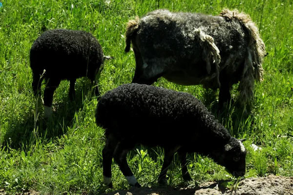 Paddock livestock in lawn — Stock Photo, Image