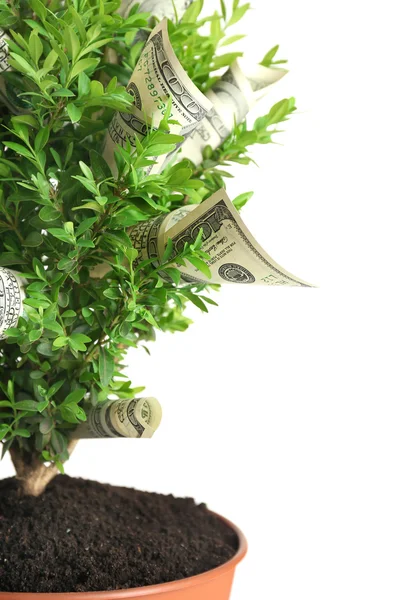 Decorative tree in pot with money isolated on white — Stock Photo, Image