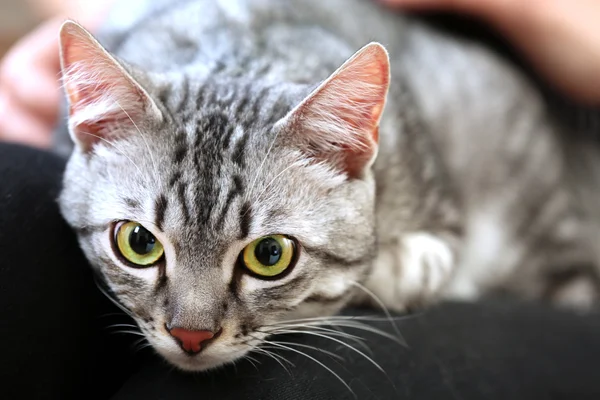 Woman holding cute cat close up — Stock Photo, Image