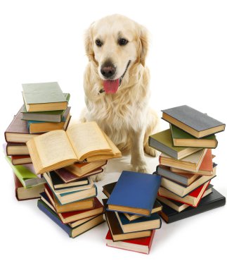 Labrador yığın kitap ile