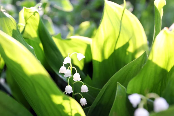 Beautiful lilies of valley outdoors — Stock Photo, Image