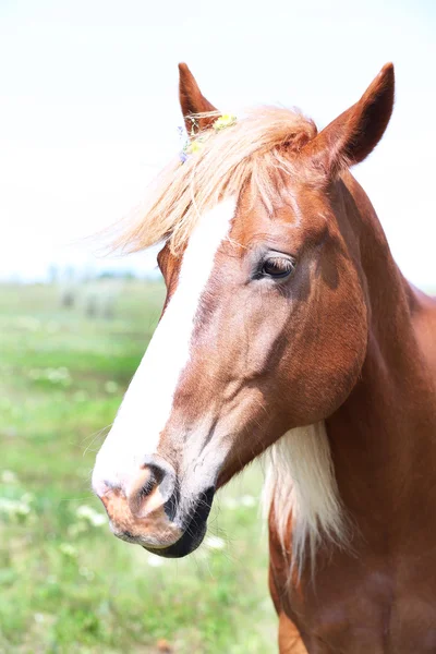 Retrato de hermoso caballo marrón —  Fotos de Stock