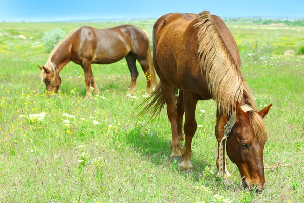 Deux beaux chevaux broutant — Photo