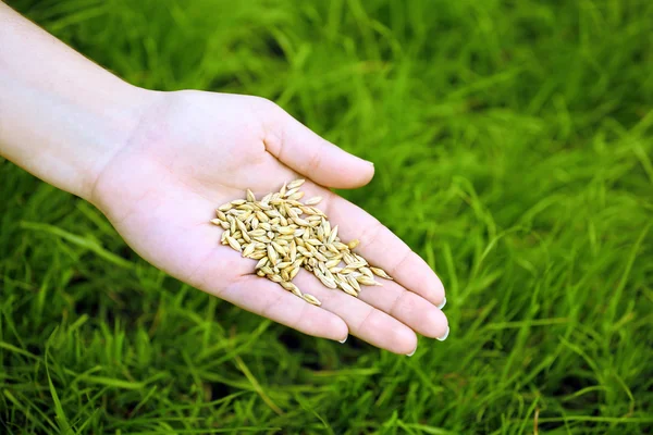 Wheat grain in female hand — Stock Photo, Image