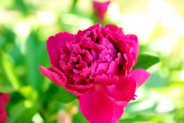 Bella peonia su sfondo foglie verdi — Foto Stock