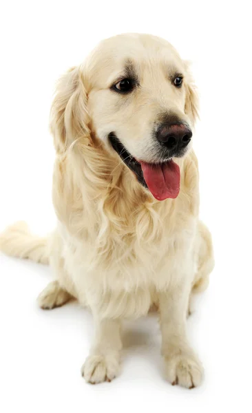 Labrador bonito isolado em branco — Fotografia de Stock