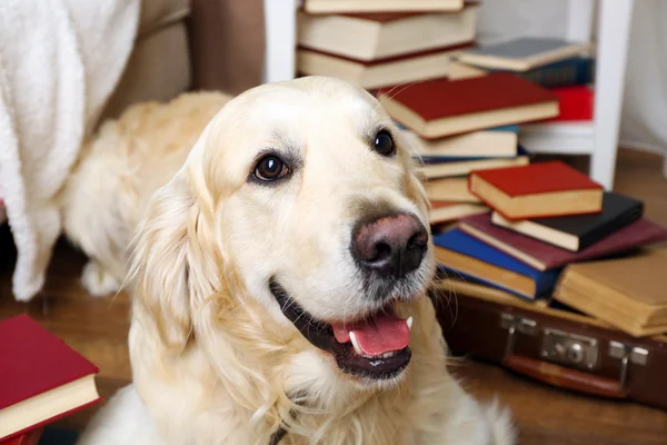 Labrador mit Bücherstapel — Stockfoto