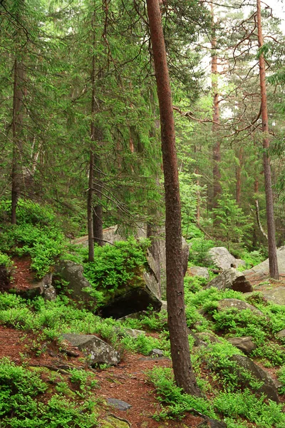 Rocas y troncos de árboles — Foto de Stock