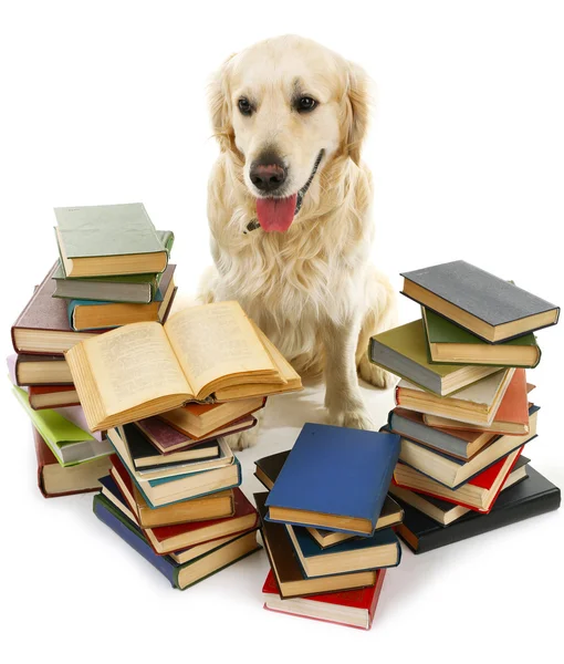 Labrador mit Bücherstapel — Stockfoto