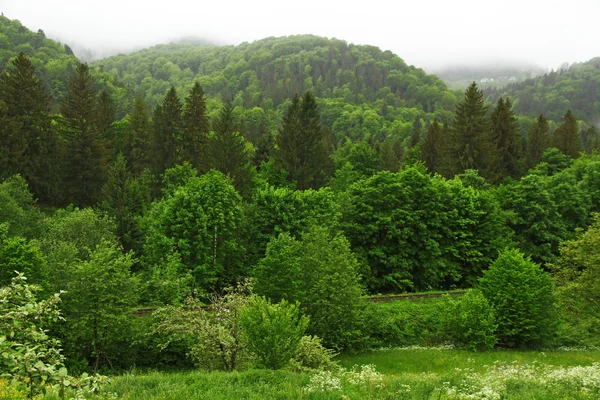 Гаєм зелених дерев на горі — стокове фото