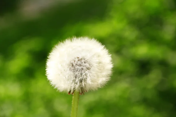 Paardebloem op groene achtergrond — Stockfoto