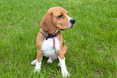 sevimli köpek parkı