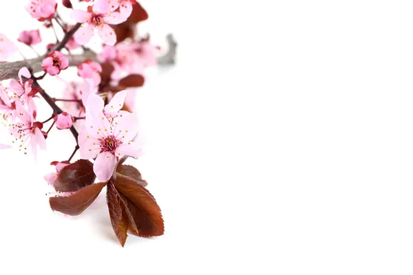 Blommande rosa gren — Stockfoto