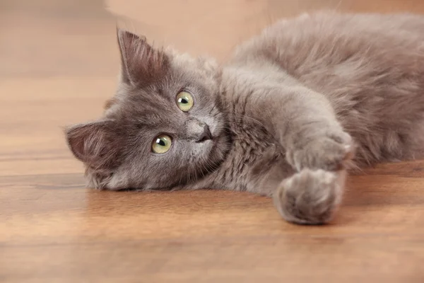 Lindo gris gatito juega en piso — Foto de Stock