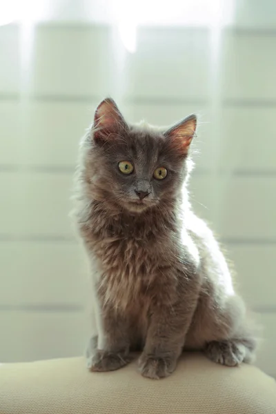 Lindo gatito gris en el sofá — Foto de Stock