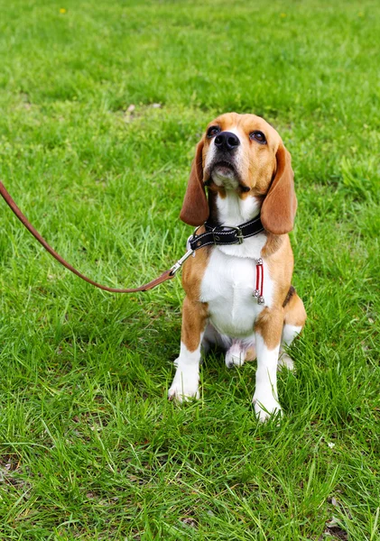 Söt hund i park — Stockfoto