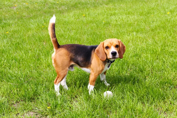 Söt hund i park — Stockfoto