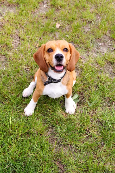 Lindo perro en el parque — Foto de Stock