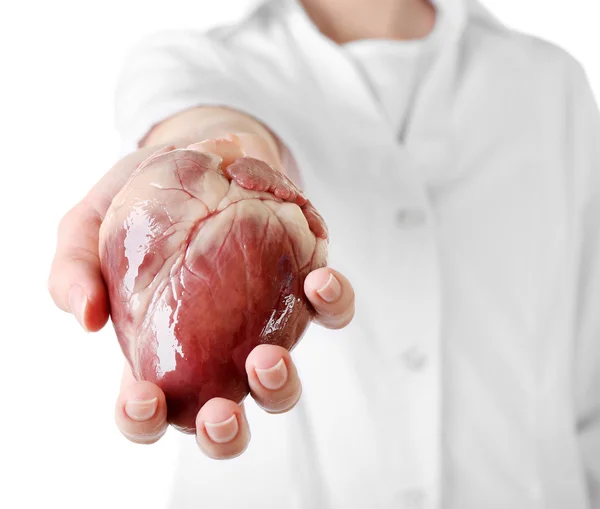 Серце в руці лікаря — стокове фото