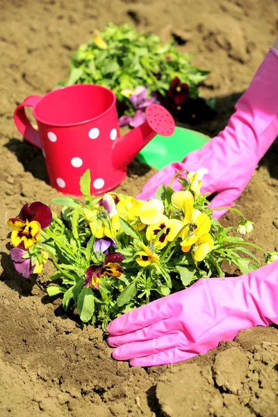 Mãos femininas em luvas rosa plantando flores — Fotografia de Stock