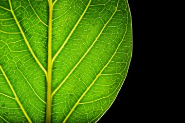 ağaç yeşil yaprak