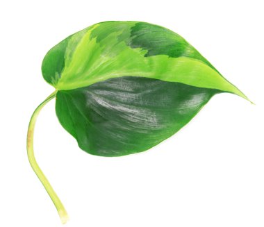 yeşil yaprak beyaz üzerinde izole