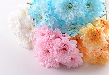 renkli kasımpatı çiçekleri