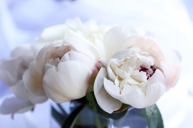 Güzel beyaz peonies
