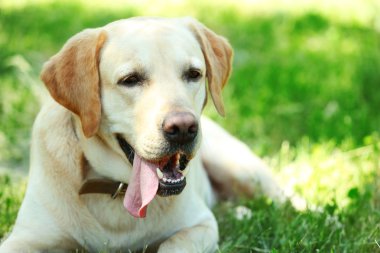 Sevimli köpek yeşil çim üzerinde dinlenme