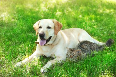 köpek ve kedi yeşil çim üzerinde dinlenme
