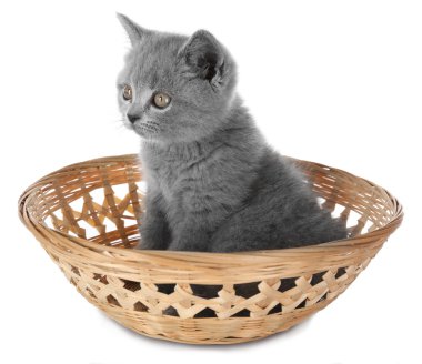 hasır sepet de şirin Gri kedi