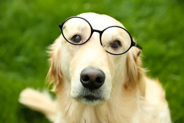 Adorable Labrador in glasses sitting — Stock Photo, Image