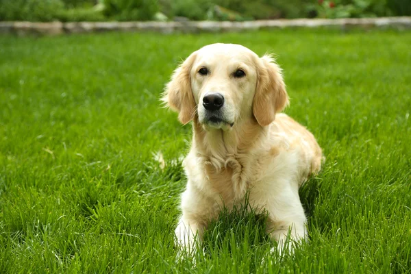 Adorable Labrador lying on green grass — Stock Photo, Image