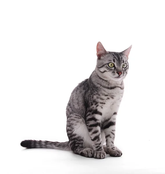 Beautiful cat isolated on white — Stock Photo, Image