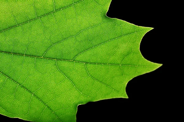 Folha verde da árvore — Fotografia de Stock