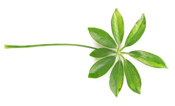 Hoja de árbol aislada en blanco — Foto de Stock