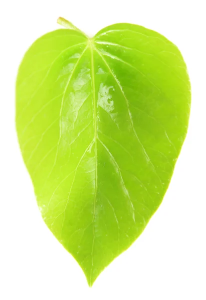 Baumblatt isoliert auf weiß — Stockfoto