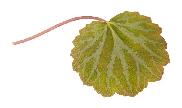 Foglia verde isolata su bianco — Foto Stock