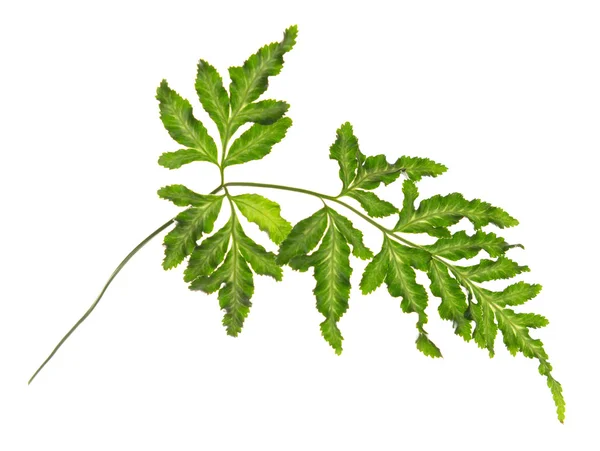 Hoja de árbol aislada en blanco — Foto de Stock