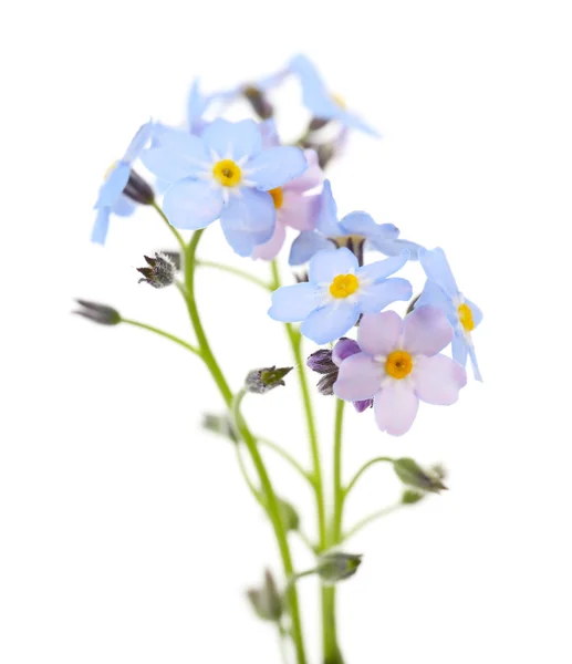 Olvídame de las flores. —  Fotos de Stock