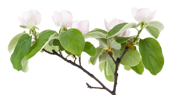 Rama de manzano con flores — Foto de Stock