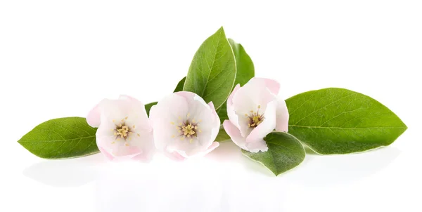 Flor de manzana con hojas — Foto de Stock