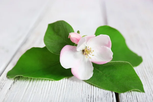 Apple blossom with leaves — Stock Photo, Image