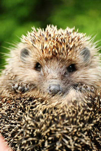 Kleiner süßer Igel — Stockfoto