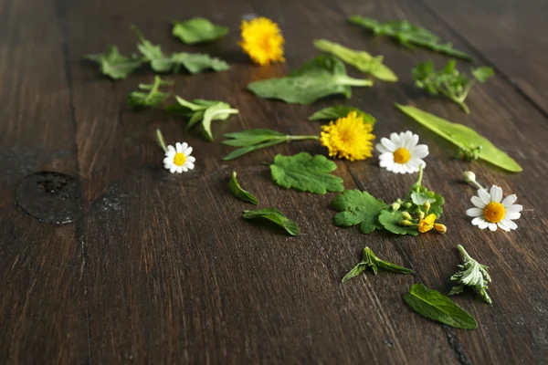 Various medicinal plants — Stock Photo, Image