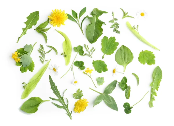 Various medicinal plants — Stock Photo, Image