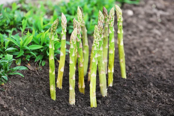 Organic farming asparagus — Stock Photo, Image